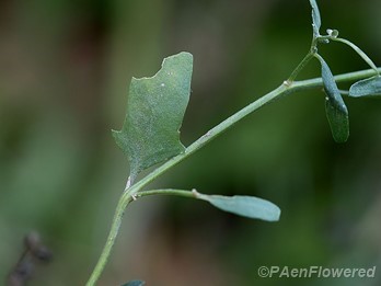 Lower leaf